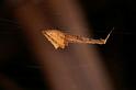 Uloborus_barbipes_D5561_Z_85_Wellington Point Esplanada_Australie